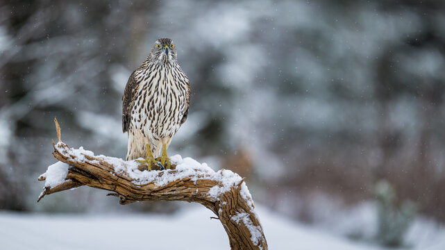 Northern goshawk (Astur gentilis) in winter