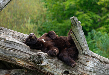 Brown Bear Lying on a Tree