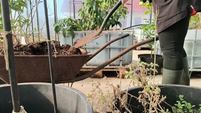 Close-up of organic horse manure being used as a natural fertilizer and  soil amendment. A gardener preparing nutrient-rich substrate for greenhouse  and field cultivation. Highlighting sustainable agri