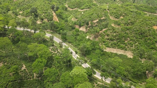 Aerial View of Tea Plantation Pattern in Sylhet, Bangladesh. Tea Garden