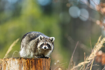 Raccoon Procyon lotor sitting on tree stump in forest © michal