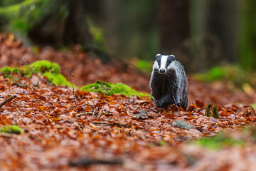 European badger Meles meles walking on autumn forest floor © michal