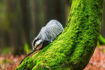 European badger Meles meles climbing mossy forest tree © michal