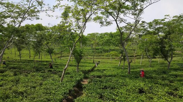 Tea Workers Harvesting Leaves in a Tea Plantation in Sylhet, Bangladesh