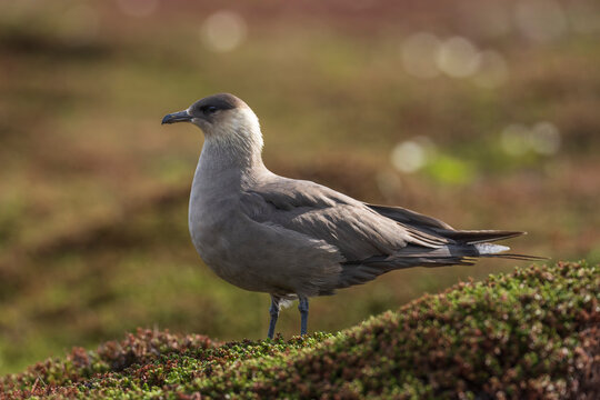 Arctic skua (Stercorarius parasiticus)