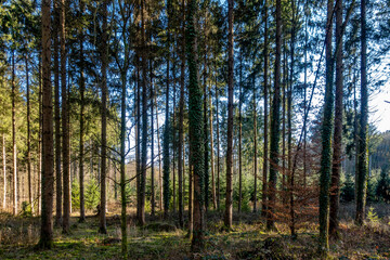 Obraz premium Wiederaufforstung des Mischwalds im Frühjahr