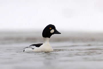 Gągoł (Bucephala clangula) © Grzegorz