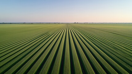 Aerial photography of endless flax fields with smooth green rows stretching to the horizon. The geometry of the crops, soft light and clear sky create a sense of order, rural labor and natural harmony