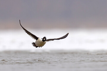 Gągoł (Bucephala clangula) © Grzegorz