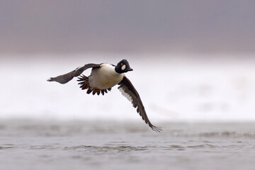 Gągoł (Bucephala clangula) © Grzegorz