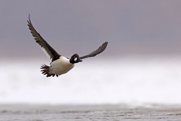 Gągoł (Bucephala clangula) © Grzegorz