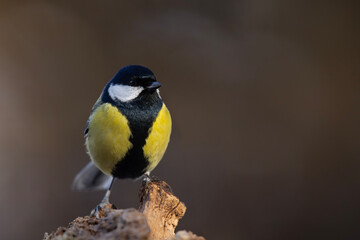 Bogatka (Parus major) © Grzegorz