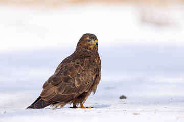 Myszołów (Buteo buteo) © Grzegorz