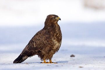 Myszołów (Buteo buteo) © Grzegorz