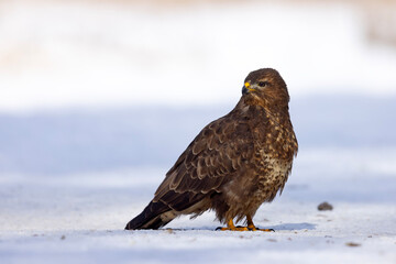 Myszołów (Buteo buteo) © Grzegorz