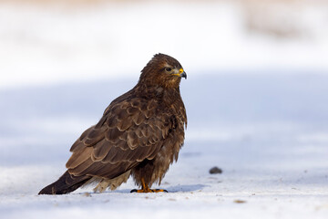 Myszołów (Buteo buteo) © Grzegorz