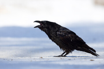 Kruk (Corvus corax) © Grzegorz