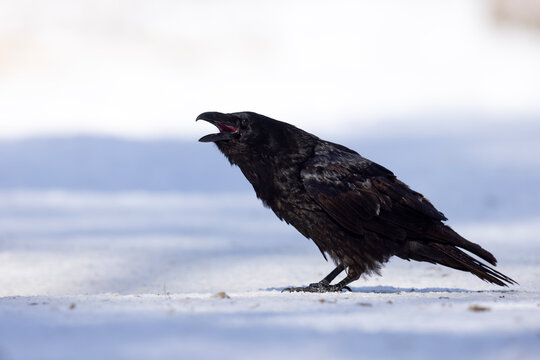 Kruk (Corvus corax)