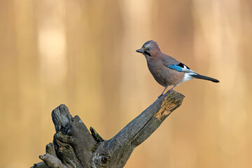 Sójka (Garrulus glandarius) © Grzegorz