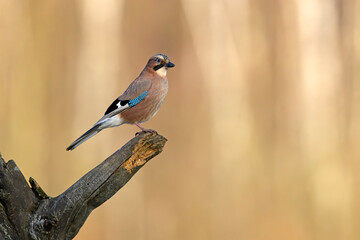 Sójka (Garrulus glandarius) © Grzegorz