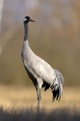 Żuraw (Grus grus) © Grzegorz