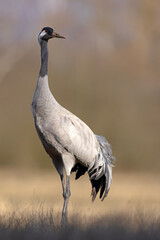 Żuraw (Grus grus) © Grzegorz