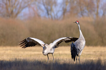 Żuraw (Grus grus) © Grzegorz