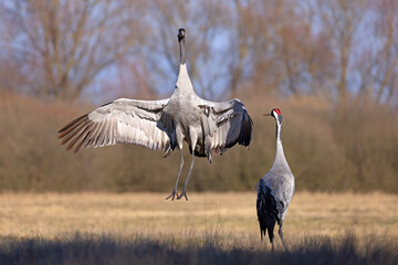 Żuraw (Grus grus) © Grzegorz