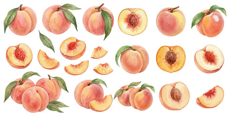 A charming watercolor collection of ripe peaches, including whole fruit, slices, halves, and green leaves. © liana