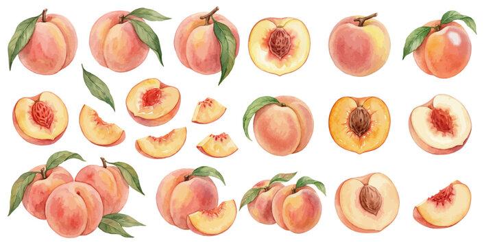 A charming watercolor collection of ripe peaches, including whole fruit, slices, halves, and green leaves.