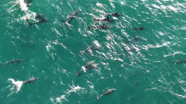 Massive dolphin pod seen from a drone, moving fast near the ocean surface, jumping and creating fountains of spray as they hunt sardines, forming dynamic patterns of motion, power, and collective