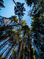 Obraz premium Licht und Schatten in einem Fichtenwäldchen