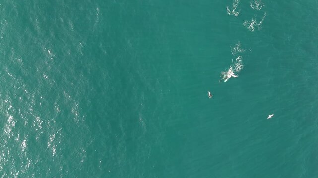 Aerial drone view of a very large pod of dolphins racing across the ocean, leaping, splashing, and releasing powerful spray while hunting together during the sardine run, showcasing speed