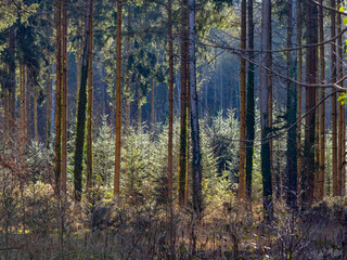 Obraz premium Wiederaufforstung des Mischwalds im Frühjahr