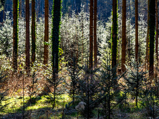 Wiederaufforstung des Mischwalds im Frühjahr