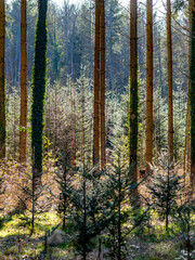 Fototapeta premium Wiederaufforstung des Mischwalds im Frühjahr