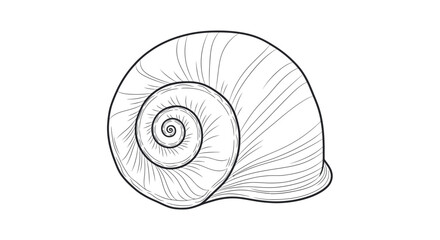 Minimalist Snail Shell Spiral Drawing, Nature Macro Detail © Duren
