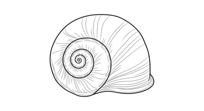 Minimalist Snail Shell Spiral Drawing, Nature Macro Detail