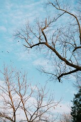 Obraz premium dead tree in winter
