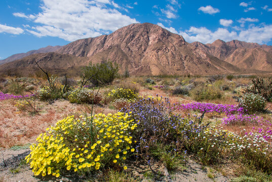 Spring Bloom at Borrego Desert State Park,