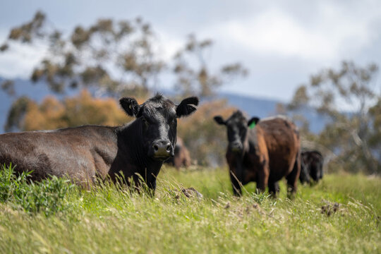 Australian wagyu cows grazing in a field on pasture. close up of a black angus cow eating grass in a paddock in springtime in australia