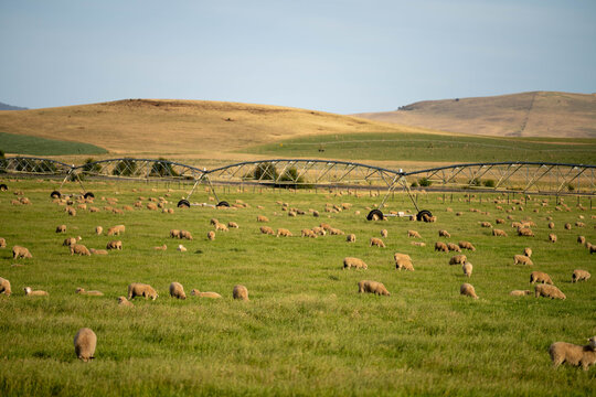 Sheep in a field. Merino sheep, grazing and eating grass in New zealand and Australia