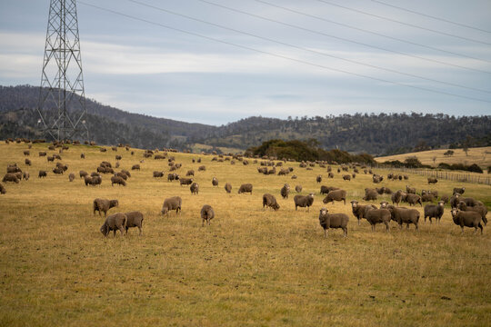 Sheep in a field. Merino sheep, grazing and eating grass in New zealand and Australia