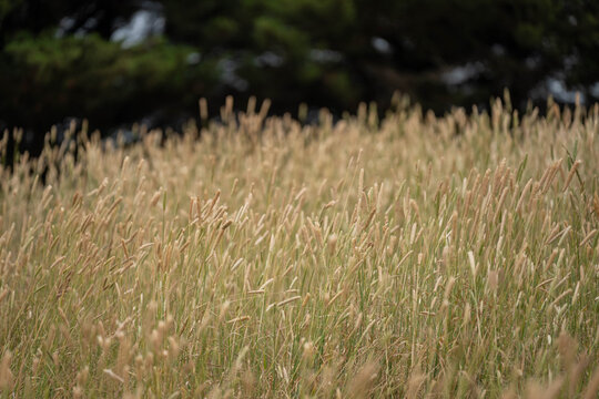 pasture and grasses on a regenerative farm. native plants storaging carbon
