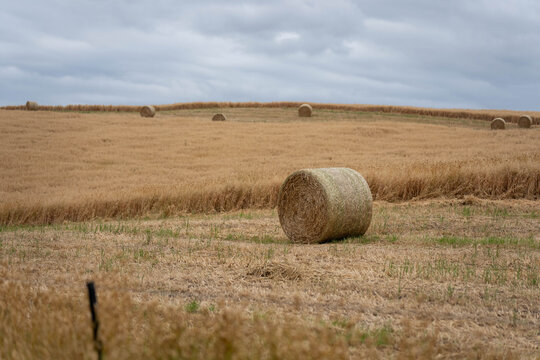 sustainable agriculture Baling hay and silage rolls and bales on a farm