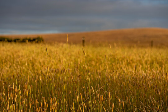 pasture and grasses on a regenerative farm. native plants storaging carbon