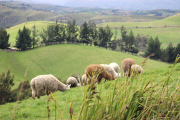Fototapeta premium llamas eating in the wild