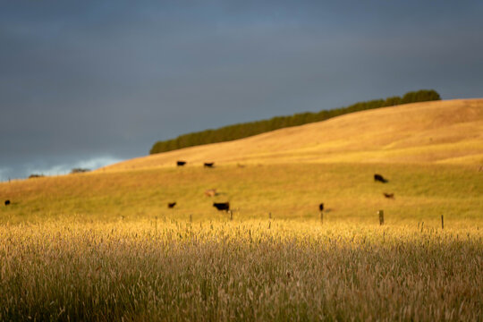pasture and grasses on a regenerative farm. native plants storaging carbon