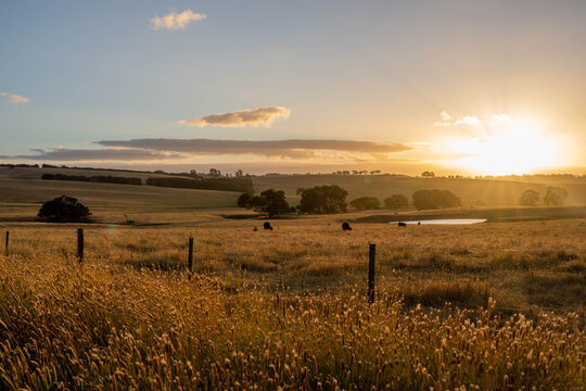 pasture and grasses on a regenerative farm. native plants storaging carbon