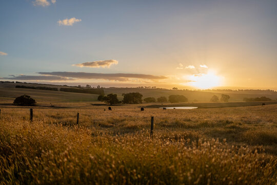pasture and grasses on a regenerative farm. native plants storaging carbon
